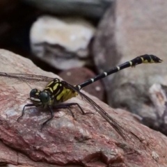 Hemigomphus gouldii (Southern Vicetail) at Namadgi National Park - 21 Jan 2019 by DPRees125