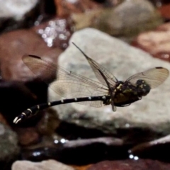 Hemigomphus gouldii at Cotter River, ACT - 21 Jan 2019