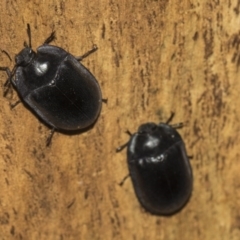 Pterohelaeus striatopunctatus (Darkling beetle) at Higgins, ACT - 24 Feb 2019 by Alison Milton