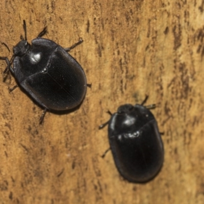 Pterohelaeus striatopunctatus (Darkling beetle) at Higgins, ACT - 24 Feb 2019 by AlisonMilton