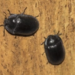 Pterohelaeus striatopunctatus at Higgins, ACT - 24 Feb 2019