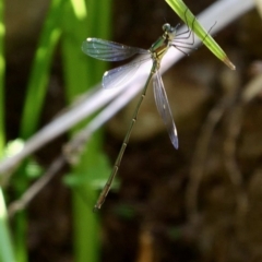 Synlestes weyersii (Bronze Needle) at Wombeyan Caves, NSW - 28 Feb 2019 by DPRees125