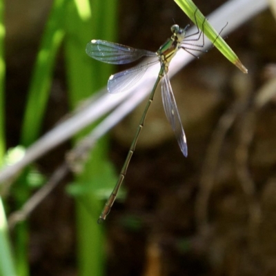 Synlestes weyersii (Bronze Needle) at Wombeyan Caves, NSW - 28 Feb 2019 by DPRees125