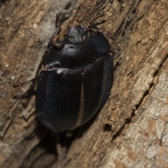Pterohelaeus piceus (Pie-dish beetle) at Higgins, ACT - 24 Feb 2019 by Alison Milton