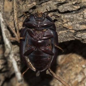 Pterohelaeus piceus at Higgins, ACT - 24 Feb 2019