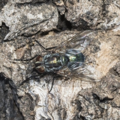 Chlorotachina sp. (genus) (A bristle fly) at Higgins, ACT - 24 Feb 2019 by AlisonMilton