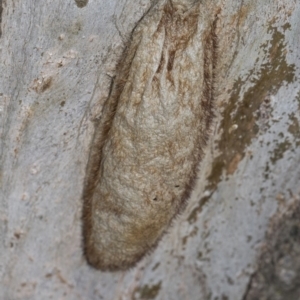 Chelepteryx collesi at Scullin, ACT - 24 Feb 2019 11:00 AM