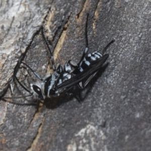 Turneromyia sp. (genus) at Scullin, ACT - 24 Feb 2019