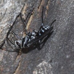 Turneromyia sp. (genus) (Zebra spider wasp) at Scullin, ACT - 23 Feb 2019 by Alison Milton
