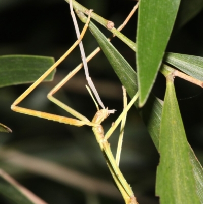 Unidentified Other primitive insect at Broulee, NSW - 27 Feb 2019 by jbromilow50