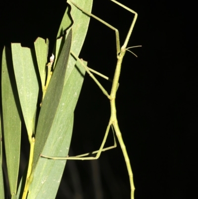 Unidentified Other primitive insect at Broulee, NSW - 27 Feb 2019 by jbromilow50