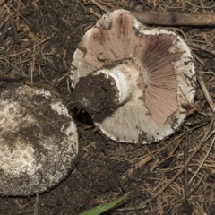 Agaricus sp. (Agaricus) at Parkes, ACT - 20 Feb 2019 by Alison Milton