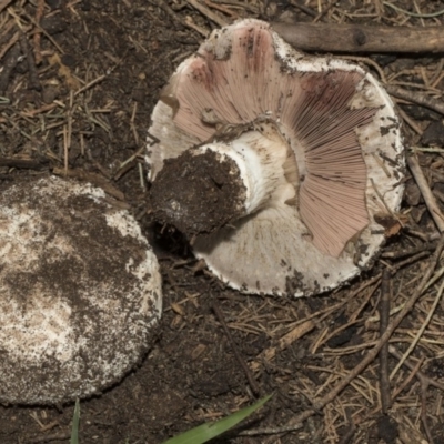 Agaricus sp. (Agaricus) at Parkes, ACT - 21 Feb 2019 by AlisonMilton
