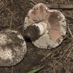 Agaricus sp. (Agaricus) at Mount Ainslie to Black Mountain - 20 Feb 2019 by AlisonMilton