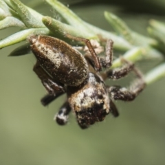 Opisthoncus sp. (genus) at Parkes, ACT - 21 Feb 2019