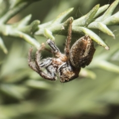 Opisthoncus sp. (genus) at Parkes, ACT - 21 Feb 2019
