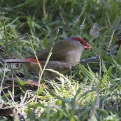 Neochmia temporalis (Red-browed Finch) at ANBG - 21 Feb 2019 by Alison Milton