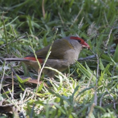 Neochmia temporalis (Red-browed Finch) at Acton, ACT - 21 Feb 2019 by AlisonMilton