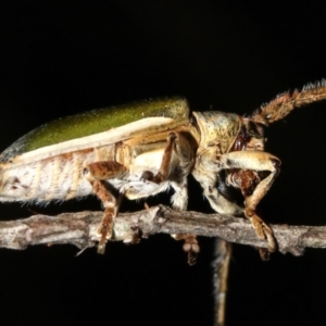 Rhytiphora nigrovirens at Guerilla Bay, NSW - 26 Feb 2019 09:38 PM