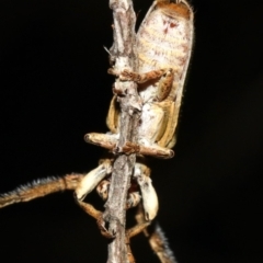 Rhytiphora nigrovirens at Guerilla Bay, NSW - 26 Feb 2019 09:38 PM