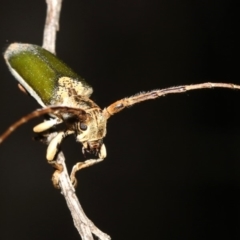 Rhytiphora nigrovirens at Guerilla Bay, NSW - 26 Feb 2019 09:38 PM