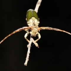 Rhytiphora nigrovirens at Guerilla Bay, NSW - 26 Feb 2019 09:38 PM