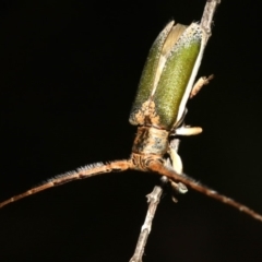 Rhytiphora nigrovirens at Guerilla Bay, NSW - 26 Feb 2019 09:38 PM