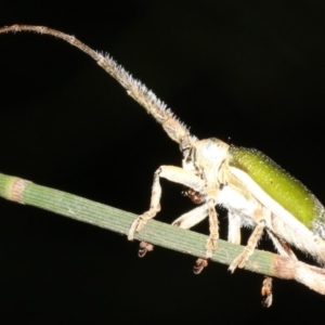 Rhytiphora nigrovirens at Broulee, NSW - 27 Feb 2019