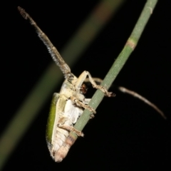 Rhytiphora nigrovirens at Broulee, NSW - 27 Feb 2019