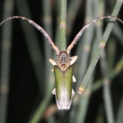 Rhytiphora nigrovirens at Broulee, NSW - 27 Feb 2019