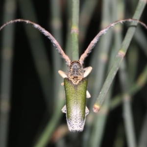 Rhytiphora nigrovirens at Broulee, NSW - 27 Feb 2019