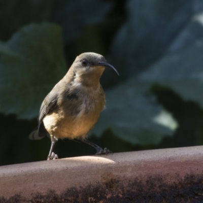 Acanthorhynchus tenuirostris (Eastern Spinebill) at Higgins, ACT - 25 Feb 2019 by AlisonMilton