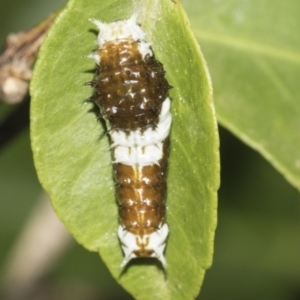 Papilio aegeus at Higgins, ACT - 25 Feb 2019