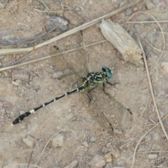 Austrogomphus cornutus (Unicorn Hunter) at Stromlo, ACT - 28 Feb 2019 by KumikoCallaway