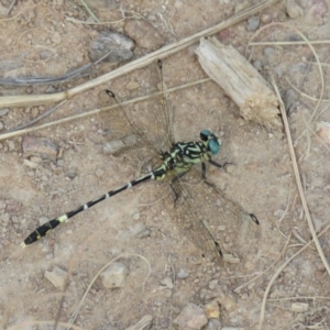 Austrogomphus cornutus at Stromlo, ACT - 28 Feb 2019 10:23 AM