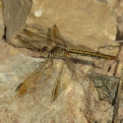 Diplacodes haematodes (Scarlet Percher) at Coree, ACT - 28 Feb 2019 by KumikoCallaway