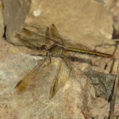 Diplacodes haematodes (Scarlet Percher) at Coree, ACT - 27 Feb 2019 by KumikoCallaway