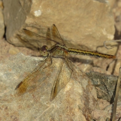 Diplacodes haematodes (Scarlet Percher) at Uriarra Recreation Reserve - 27 Feb 2019 by KumikoCallaway