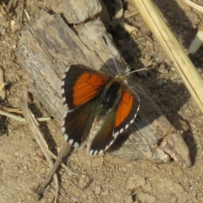 Lucia limbaria (Chequered Copper) at Uriarra Recreation Reserve - 27 Feb 2019 by KumikoCallaway