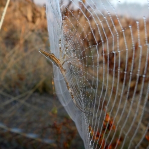 Argiope protensa at Googong, NSW - 1 Mar 2019