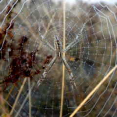 Argiope protensa at Googong, NSW - 1 Mar 2019