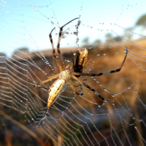 Argiope protensa at Googong, NSW - 1 Mar 2019