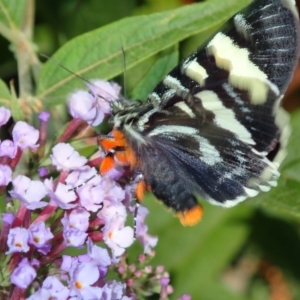 Phalaenoides glycinae at Spence, ACT - 27 Feb 2019