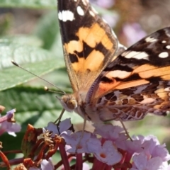 Vanessa kershawi (Australian Painted Lady) at Spence, ACT - 1 Mar 2019 by Laserchemisty