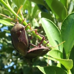 Musgraveia sulciventris (Bronze Orange Bug) at Spence, ACT - 1 Mar 2019 by Laserchemisty