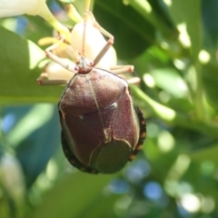 Musgraveia sulciventris at Spence, ACT - 1 Mar 2019