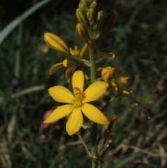 Bulbine bulbosa (Golden Lily, Bulbine Lily) at Conder, ACT - 24 Oct 2014 by michaelb