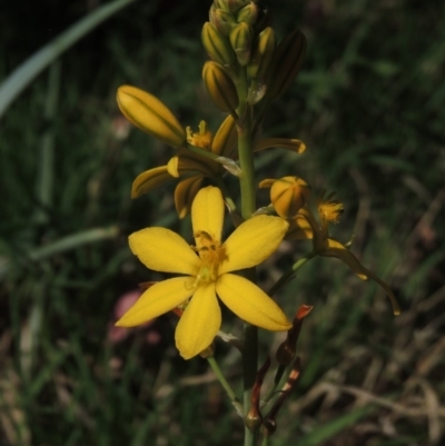 Bulbine bulbosa (Golden Lily) at Pollinator-friendly garden Conder - 24 Oct 2014 by michaelb