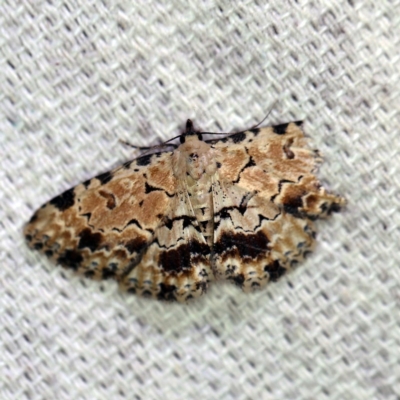 Sandava scitisignata (A noctuid moth) at O'Connor, ACT - 27 Feb 2019 by ibaird