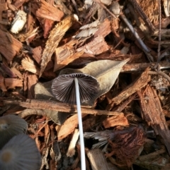 Coprinellus disseminatus (Coprinellus disseminatus) at Dalmeny, NSW - 27 Feb 2019 by Teresa